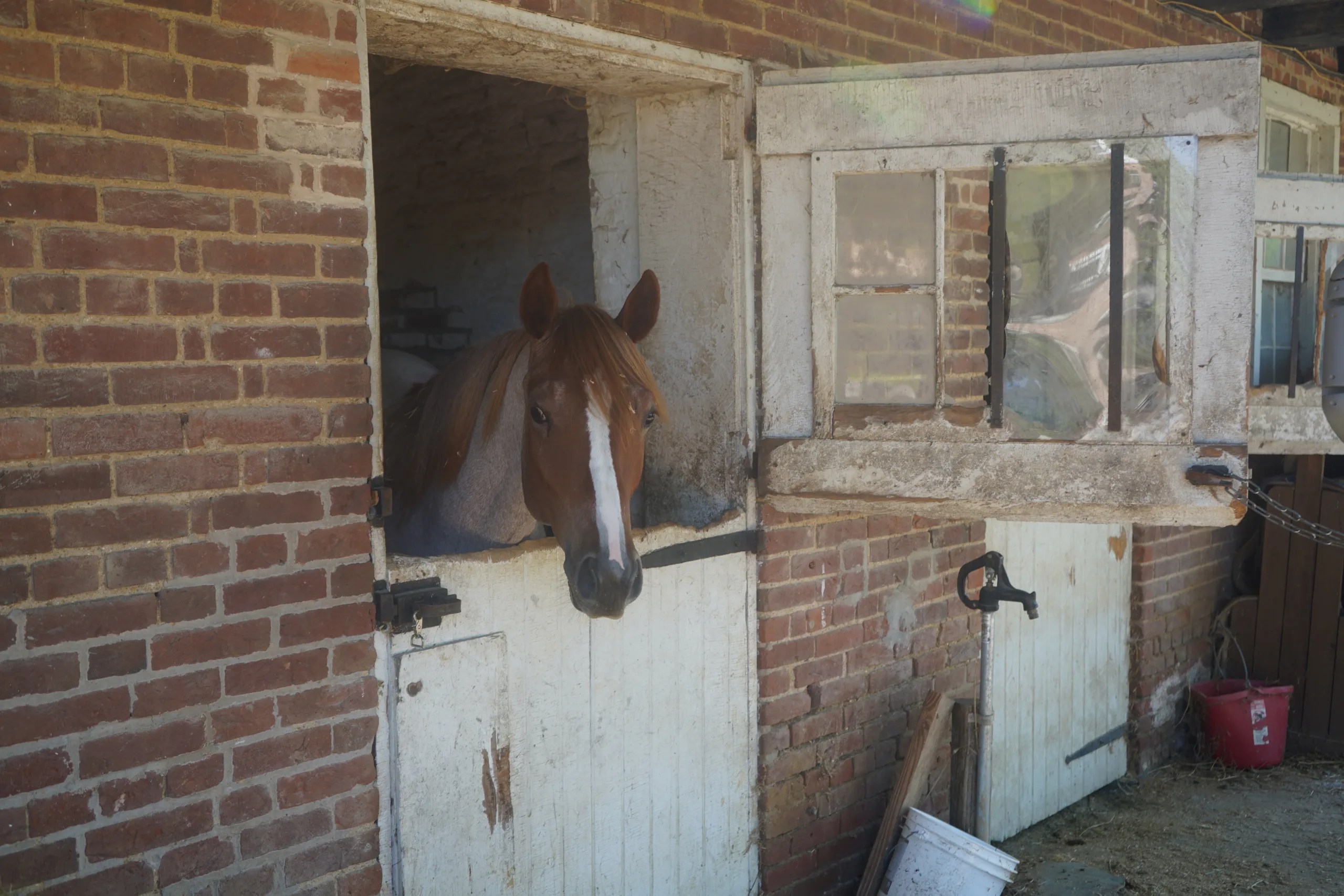 Horse looking forward to hay from a Norden Mfg bale accumulator.